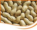 Groundnuts In Shell